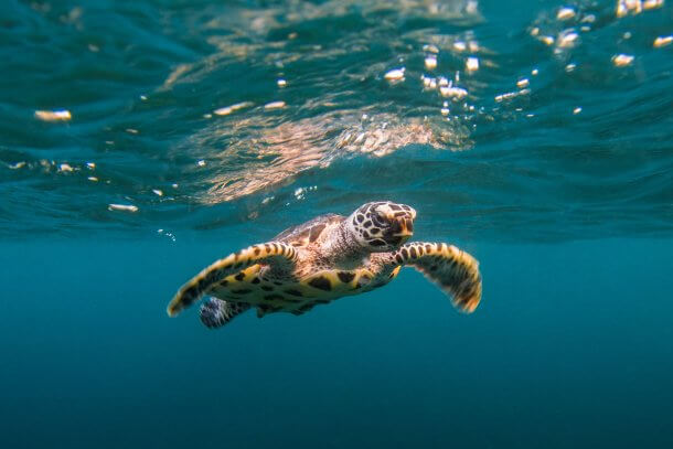 Turtle swimming in the ocean. This image is used to represent World Oceans Day. 